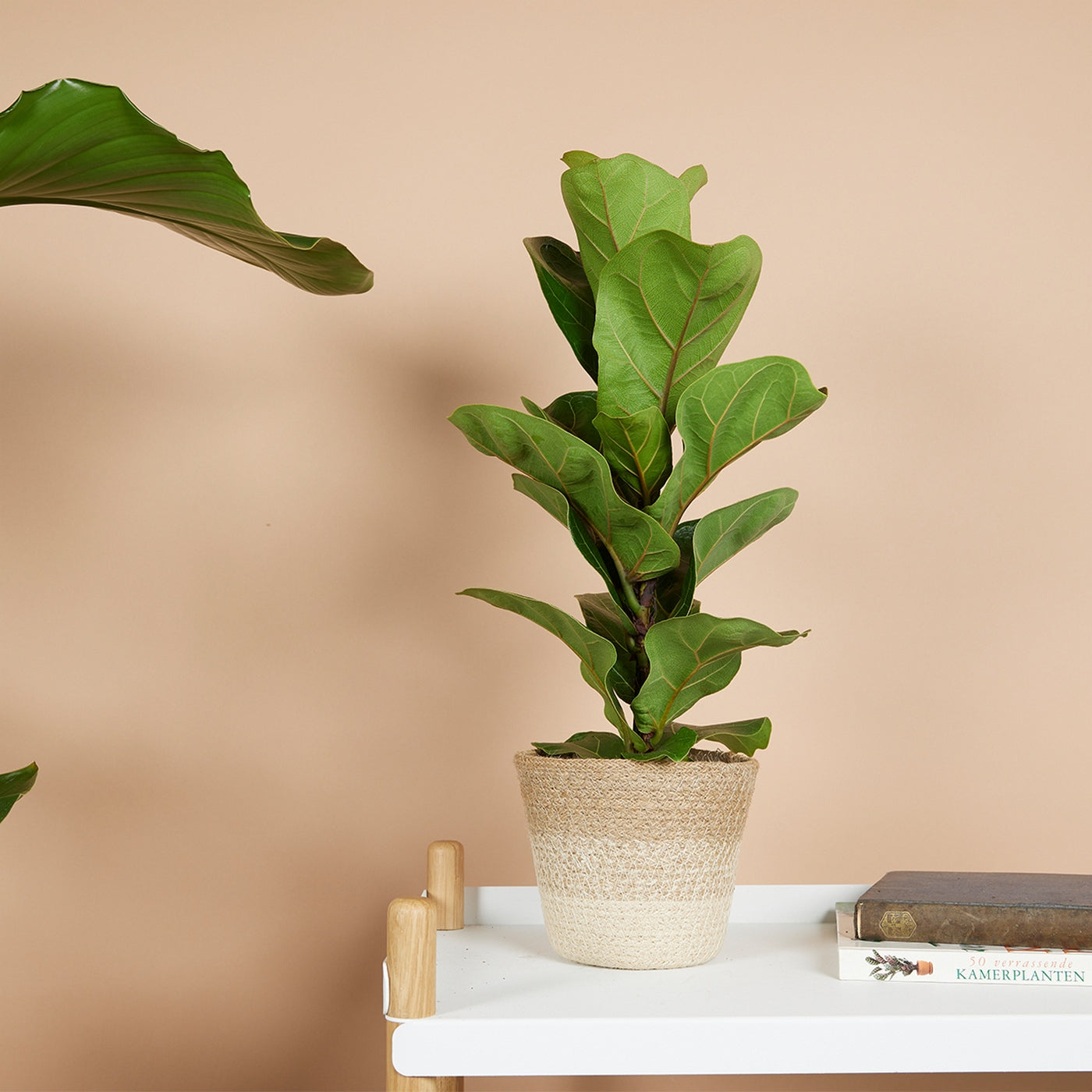 Small Ficus Lyrata – Houseplant