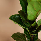 Small Ficus Lyrata – Houseplant