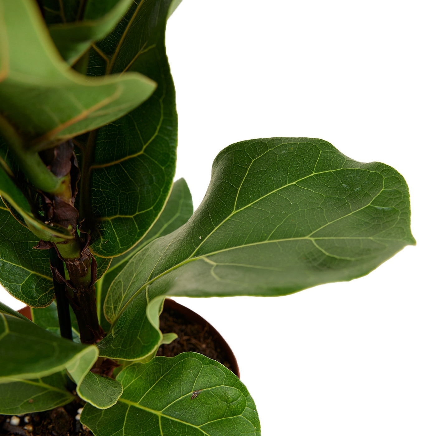 Small Ficus Lyrata – Houseplant