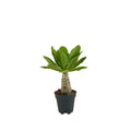Brighamia Insignis – Plante D'Intérieur