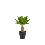 Brighamia Insignis – Plante D'Intérieur