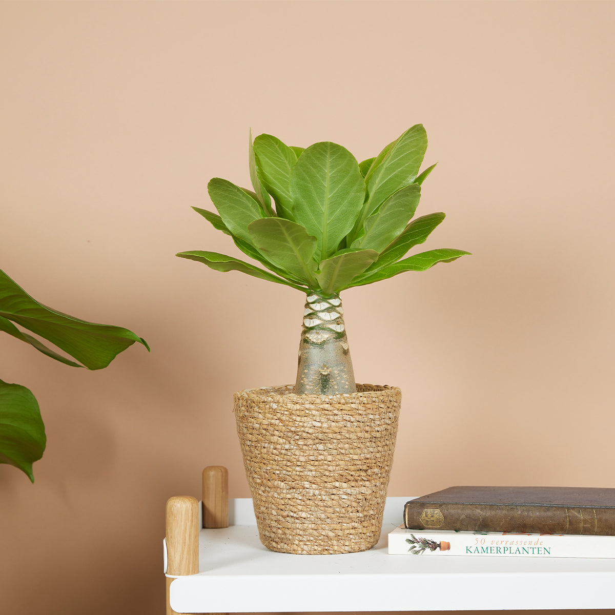 Brighamia Insignis – Plante D'Intérieur