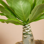 Brighamia Insignis – Plante D'Intérieur