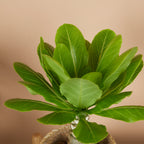 Brighamia Insignis – Plante D'Intérieur