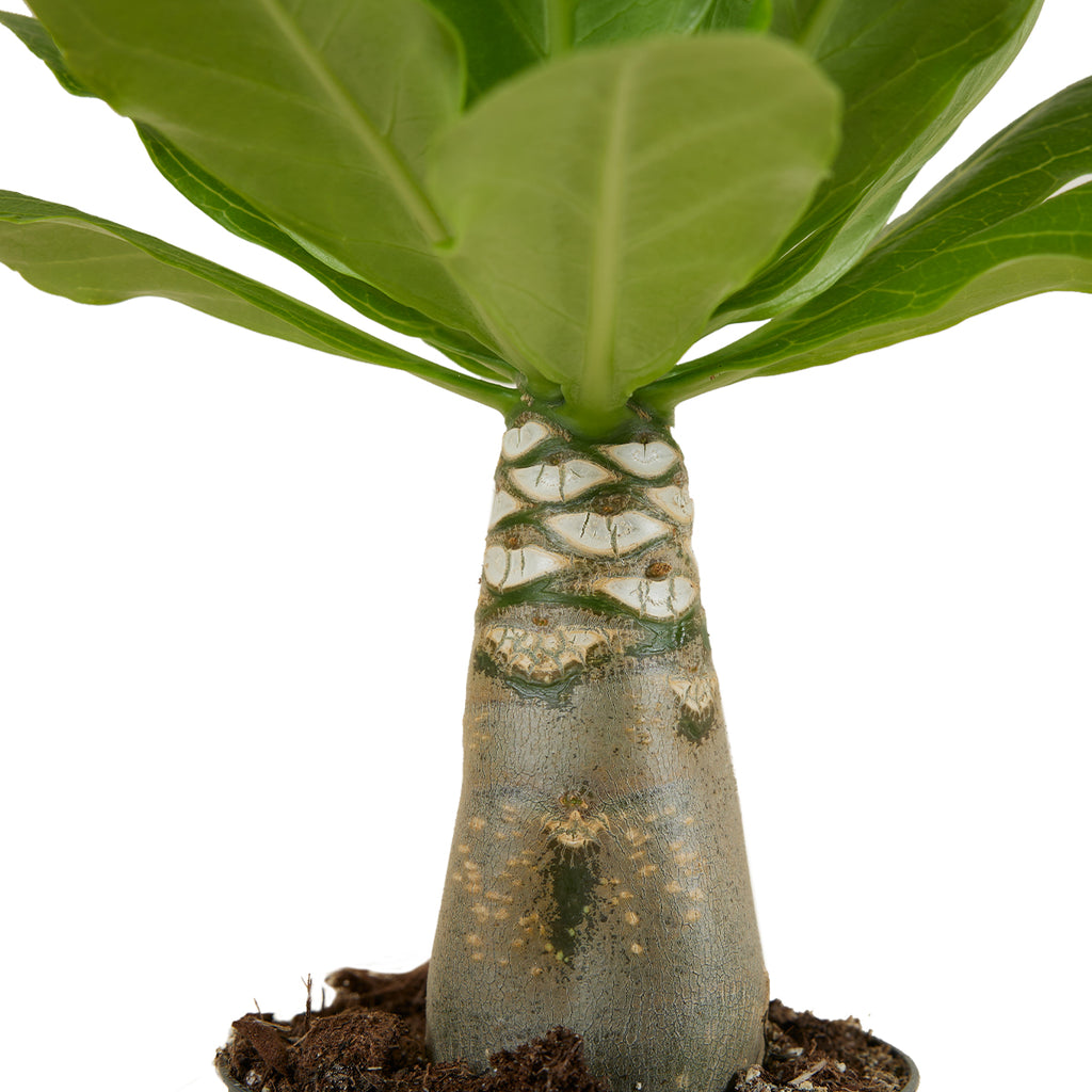 Brighamia Insignis – Plante D'Intérieur