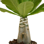 Brighamia Insignis – Plante D'Intérieur