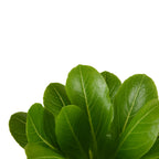 Brighamia Insignis – Plante D'Intérieur