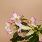 Adenium Obesum – Planta de interior