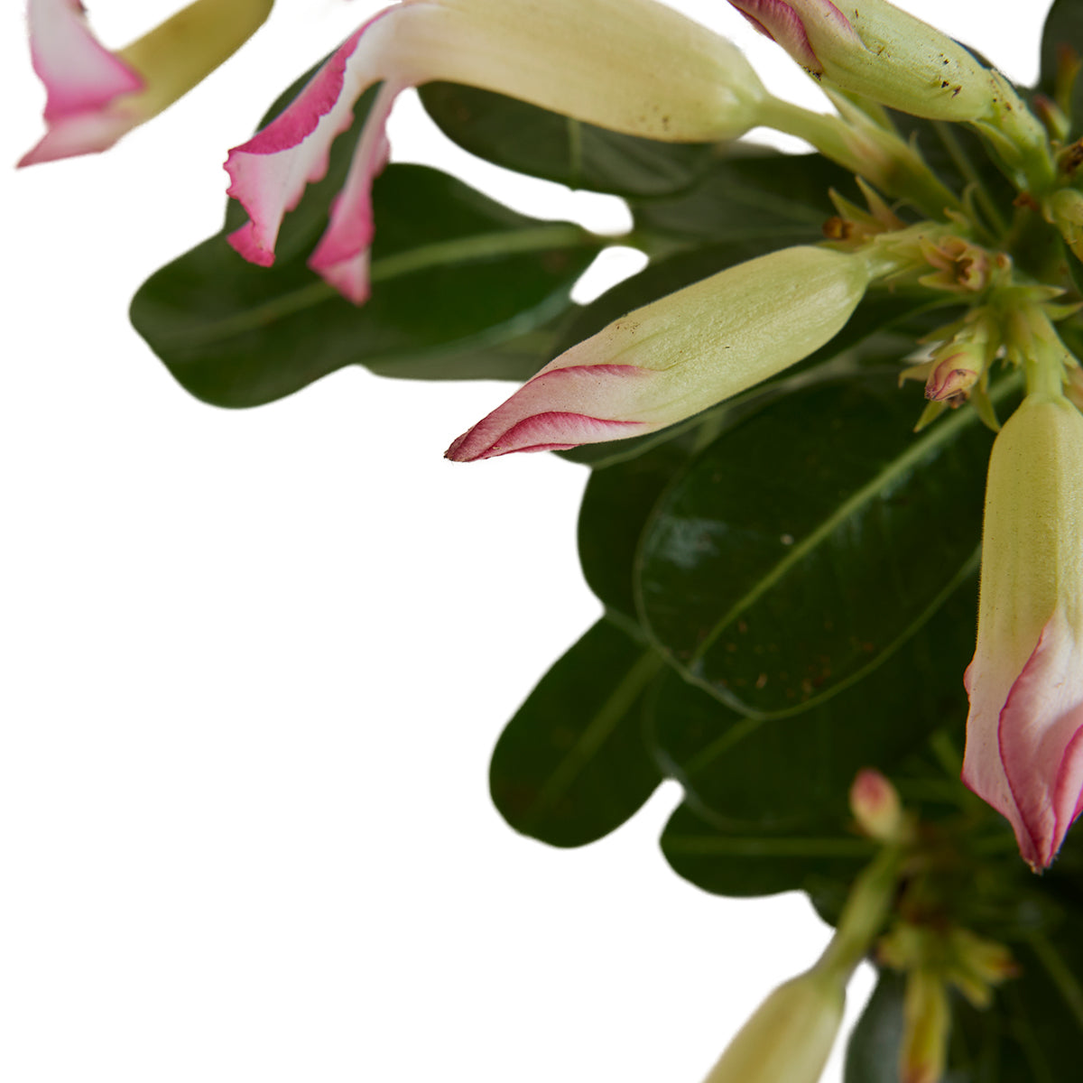 Adenium Obesum – Planta de interior