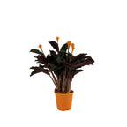 Calathéa Crocata Candela – Plante D'Intérieur