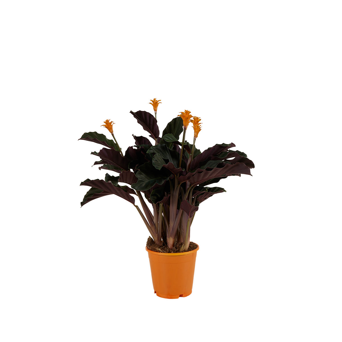 Calathéa Crocata Candela – Plante D'Intérieur