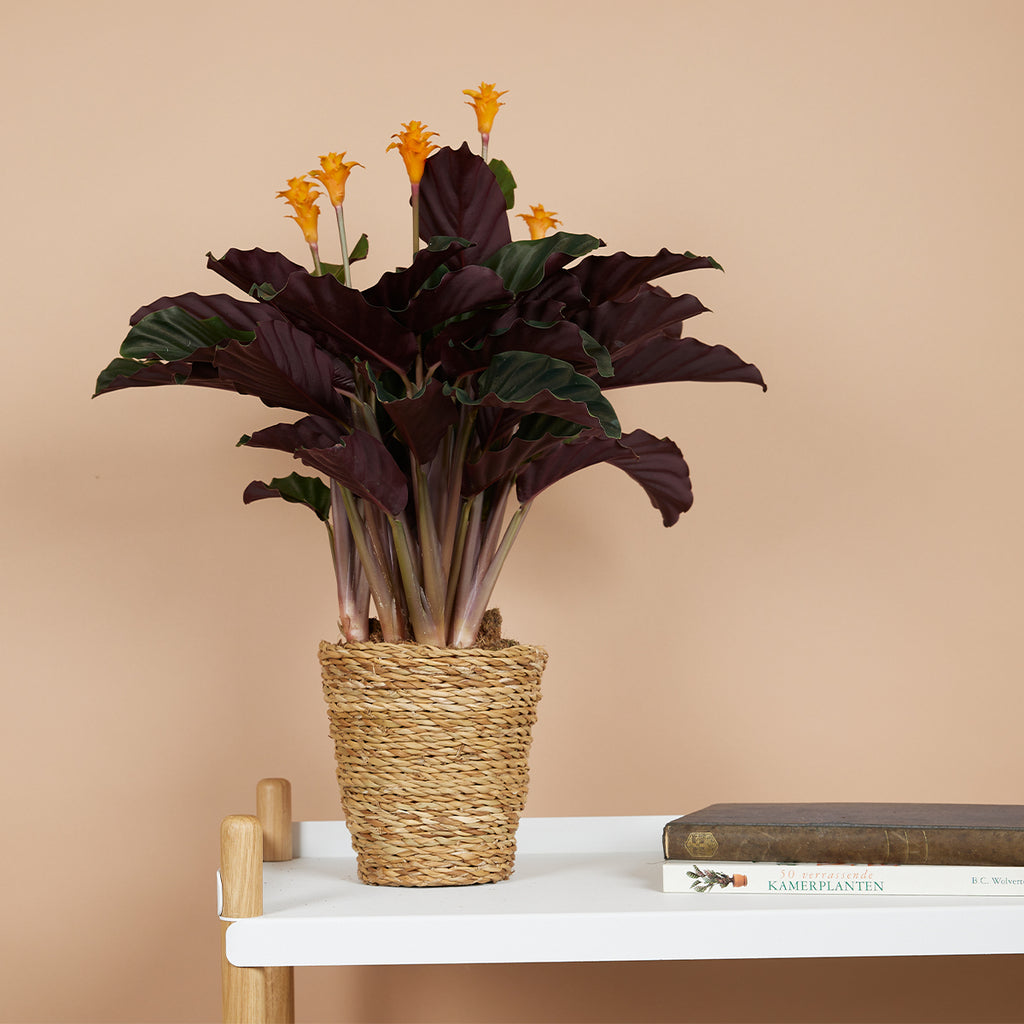 Calathéa Crocata Candela – Plante D'Intérieur