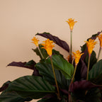 Calathéa Crocata Candela – Plante D'Intérieur