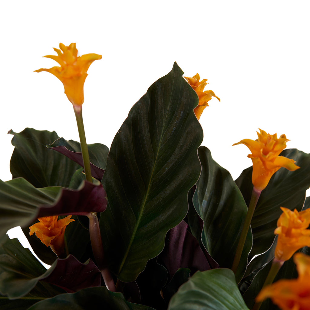 Calathéa Crocata Candela – Plante D'Intérieur