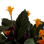 Calathéa Crocata Candela – Plante D'Intérieur