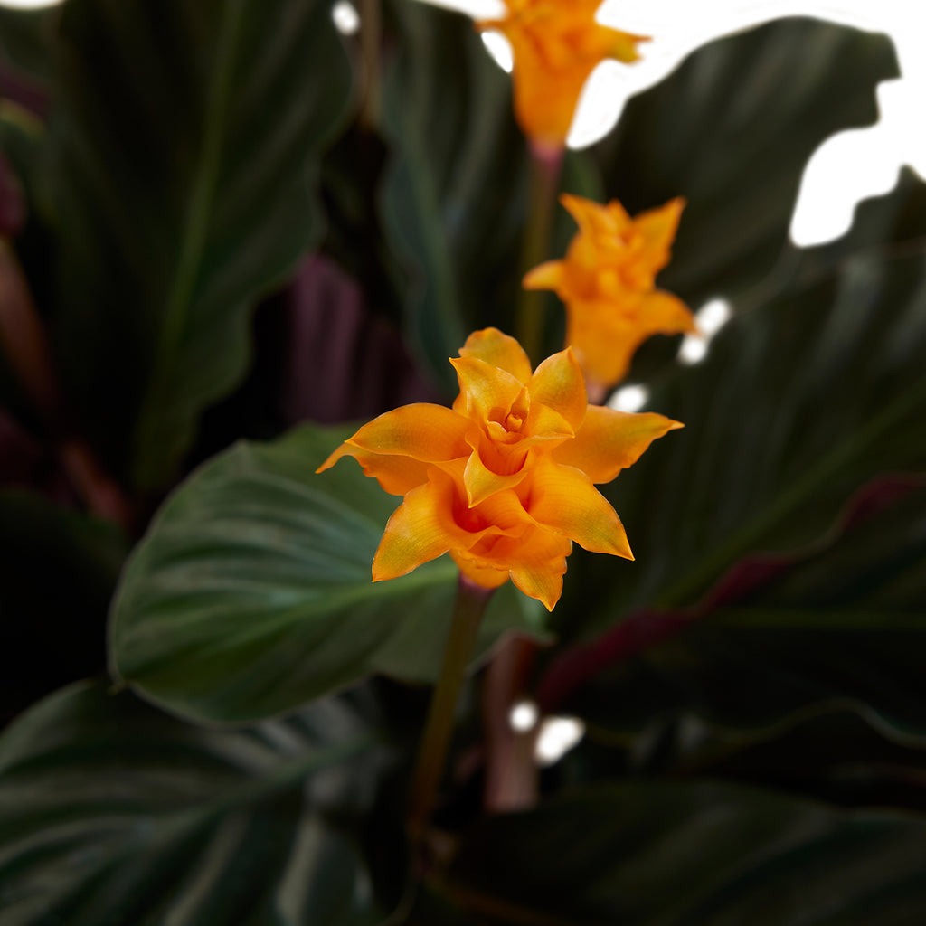 Calathéa Crocata Candela – Plante D'Intérieur