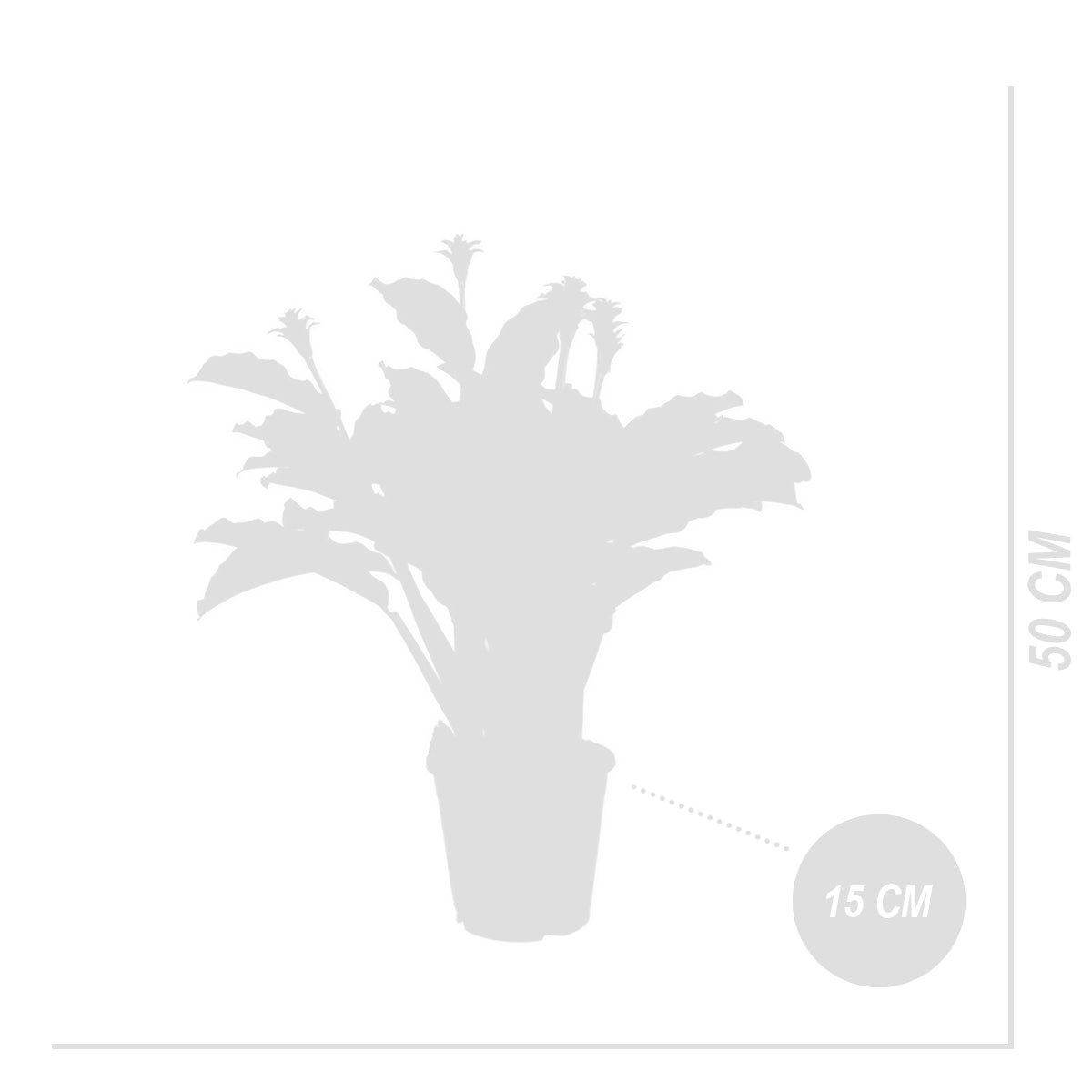 Calathéa Crocata Candela – Plante D'Intérieur