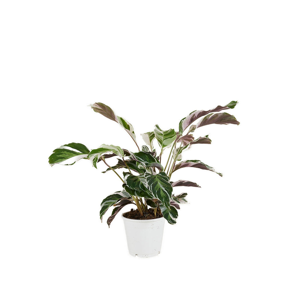 Calathéa Fusion White – Plante D'Intérieur