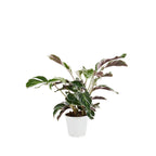 Calathéa Fusion White – Plante D'Intérieur
