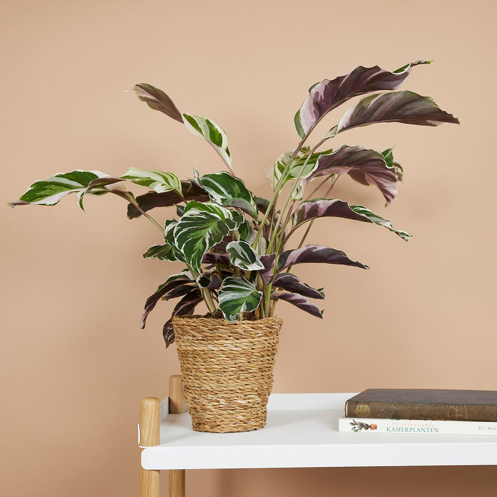 Calathéa Fusion White – Plante D'Intérieur