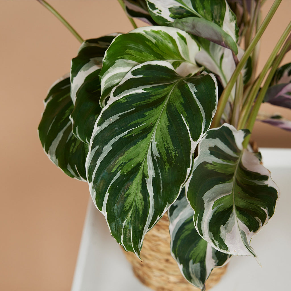 Calathéa Fusion White – Plante D'Intérieur