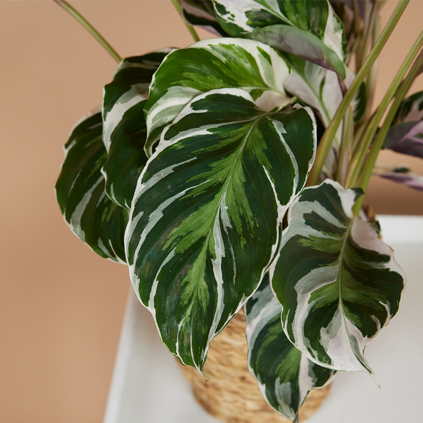 Calathéa Fusion White – Plante D'Intérieur