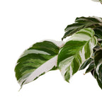 Calathéa Fusion White – Plante D'Intérieur