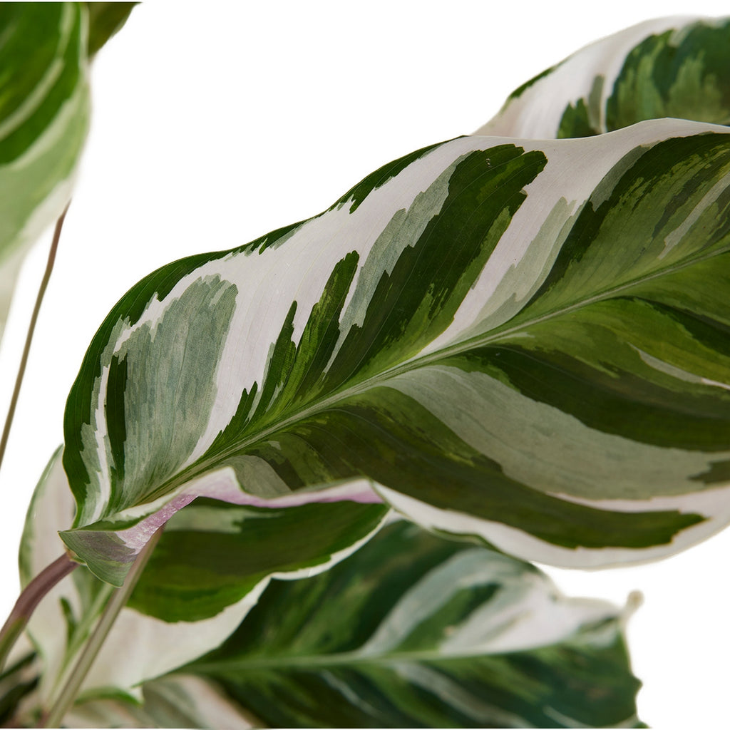Calathéa Fusion White – Plante D'Intérieur