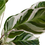 Calathéa Fusion White – Plante D'Intérieur