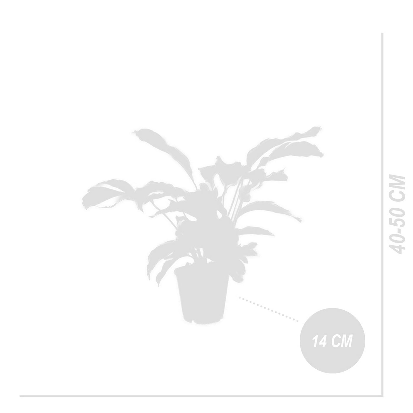 Calathéa Fusion White – Plante D'Intérieur
