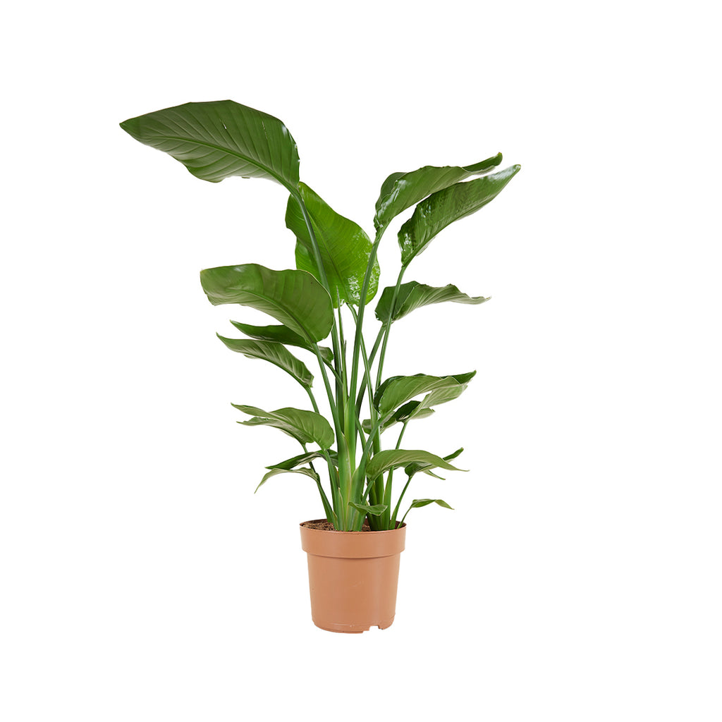 Strelitzia Nicolai – Planta de interior
