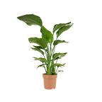 Strelitzia Nicolai – Planta de interior