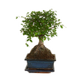 Zelkova Boule – Plante D'Intérieur