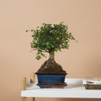 Zelkova Boule – Plante D'Intérieur