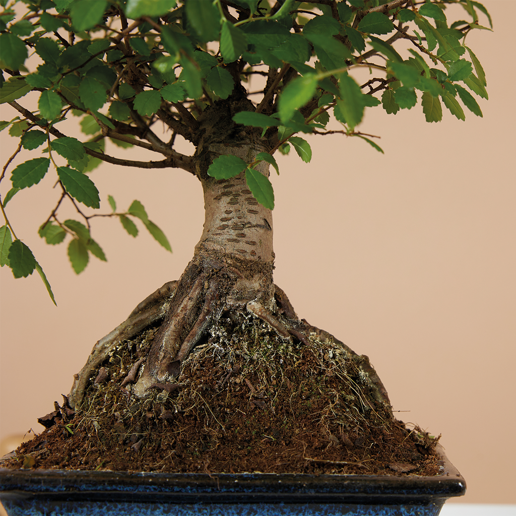 Zelkova Boule – Plante D'Intérieur