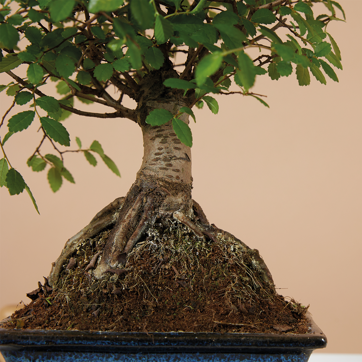 Zelkova Boule – Plante D'Intérieur