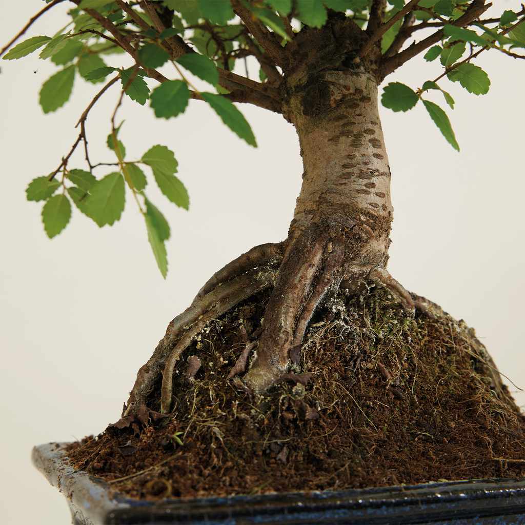 Zelkova Boule – Plante D'Intérieur