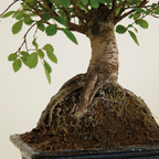 Zelkova Boule – Plante D'Intérieur