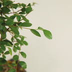 Zelkova Boule – Plante D'Intérieur