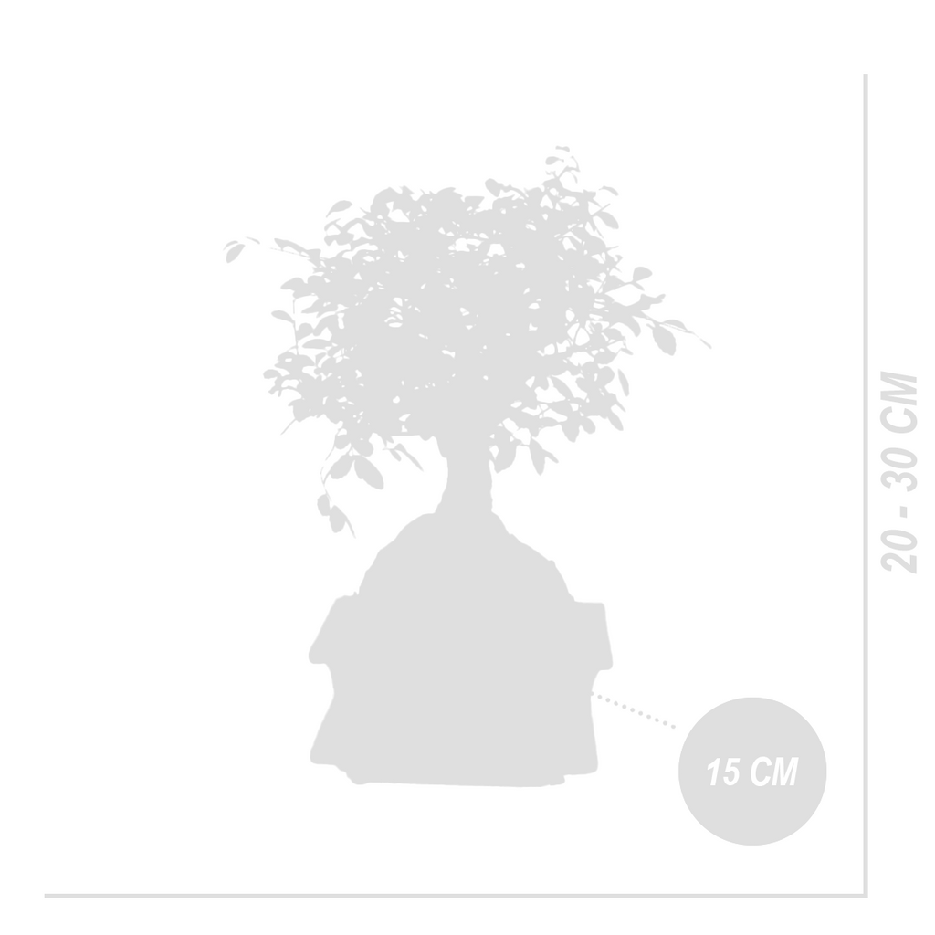 Zelkova Boule – Plante D'Intérieur