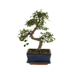 Zelkova Forme S – Plante D'Intérieur
