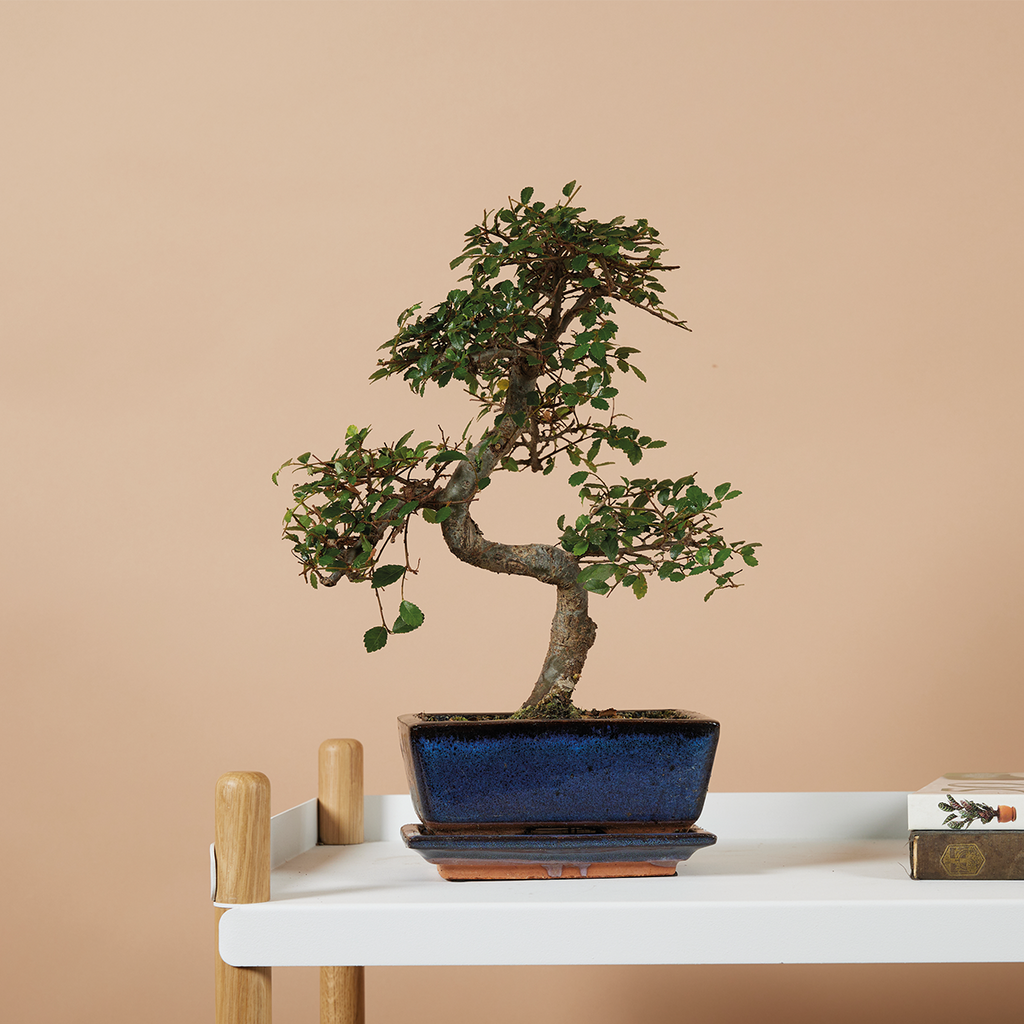 Zelkova Forme S – Plante D'Intérieur