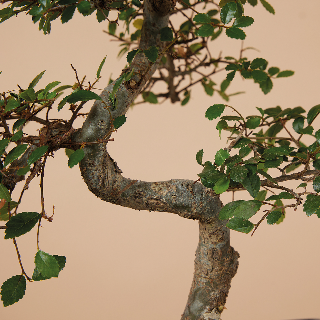Zelkova Forme S – Plante D'Intérieur