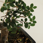 Zelkova Forme S – Plante D'Intérieur
