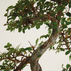 Zelkova Forme S – Plante D'Intérieur