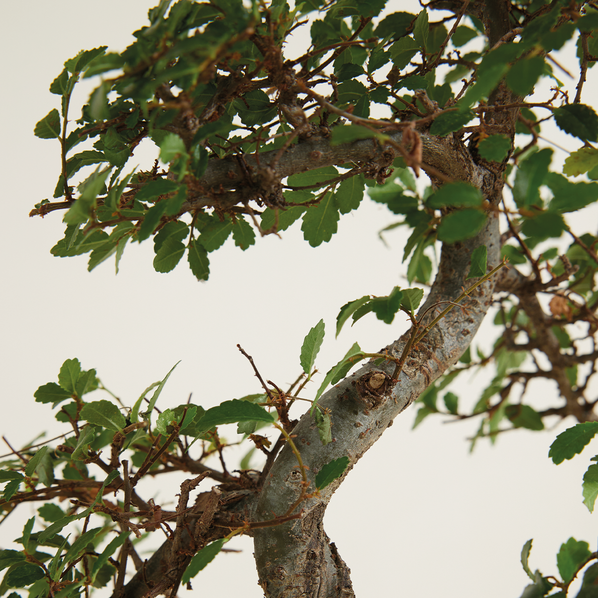 Zelkova Forme S – Plante D'Intérieur