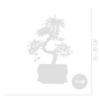 Zelkova Forme S – Plante D'Intérieur