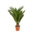 Cycas Revoluta – Plante D'Intérieur