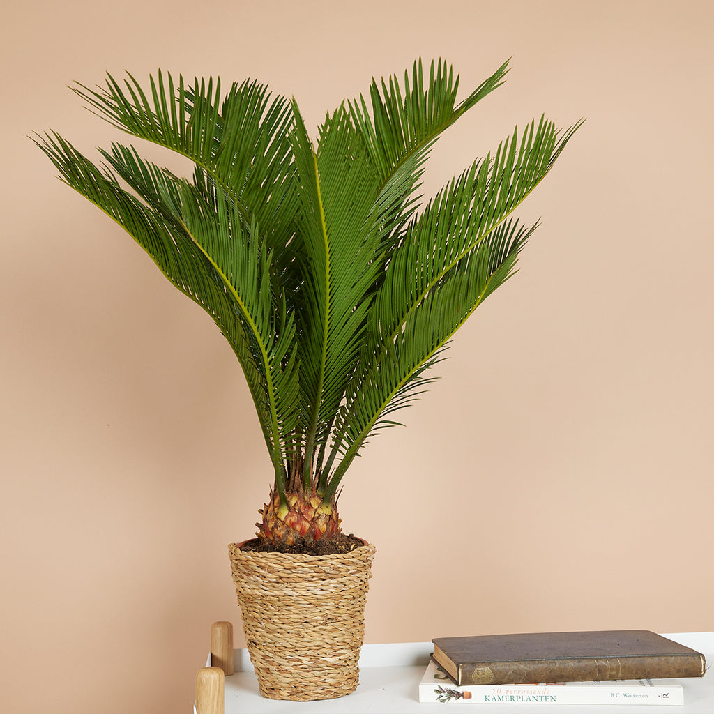 Cycas Revoluta – Plante D'Intérieur