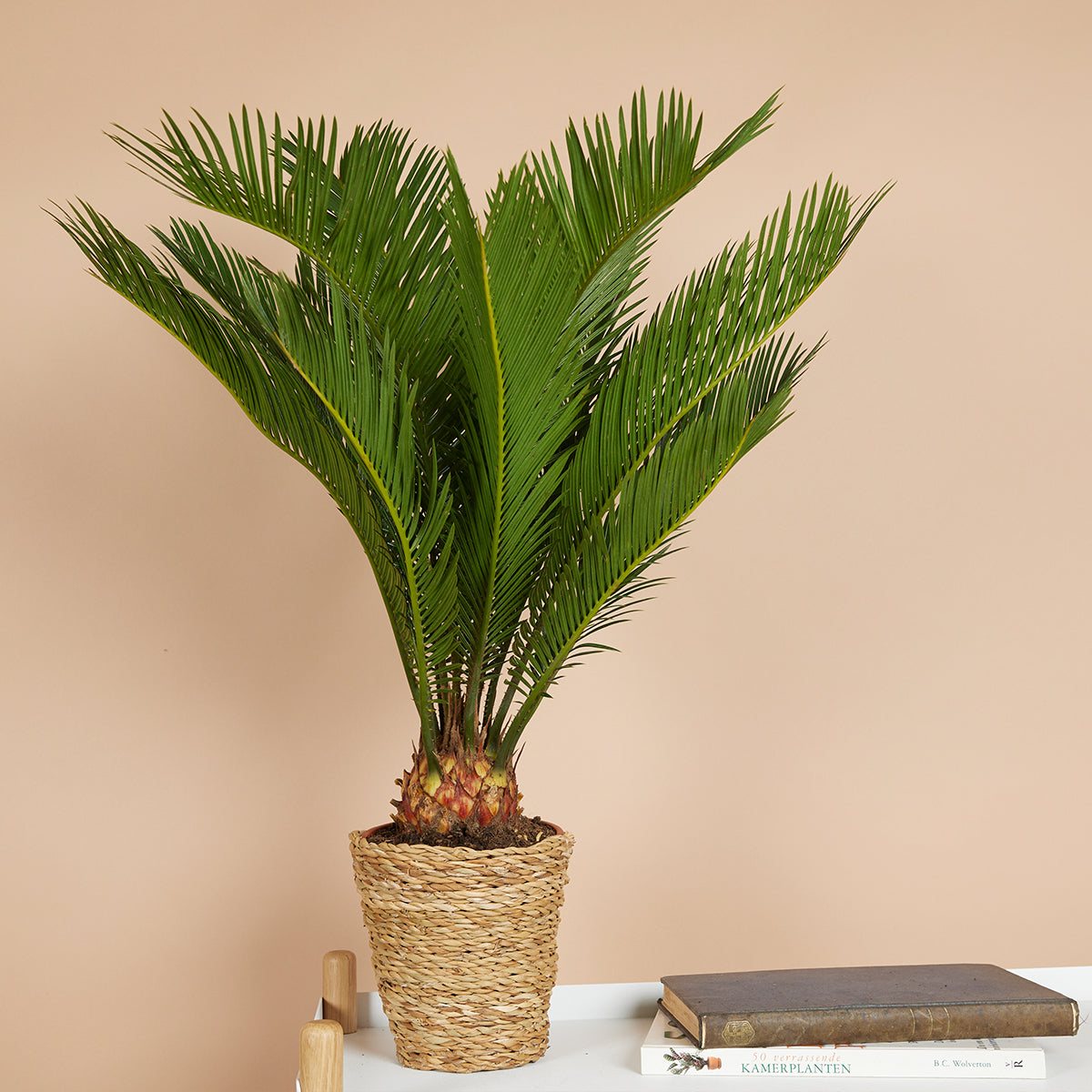 Cycas Revoluta – Plante D'Intérieur